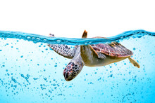 Sea Turtle Swims Under Water Isolated On White