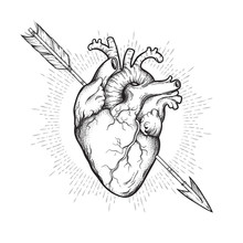 Human Heart Pierced With Cherubs Arrow Hand Drawn Line Art And Dotwork. Flash Tattoo Or Print Design Vector Illustration.