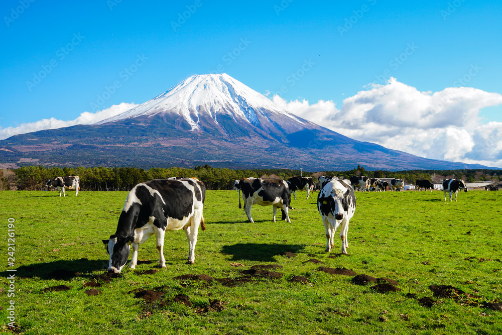 Contour Cut Stickers 静岡県 富士山 牛 朝霧高原 Nikkel Art