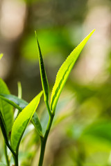  closeup fresh green tea leaves