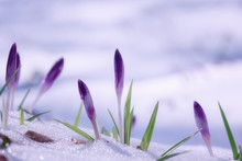 First Spring Flowers, Purple Crocus Or Saffron Growing From The Snow, Natural Floral Background, Strength And Will Concept