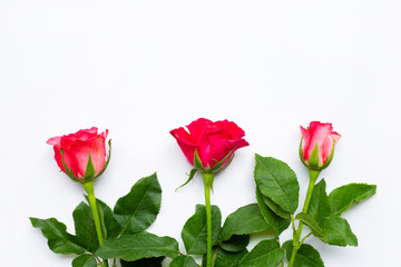 Rose flowers on white background.