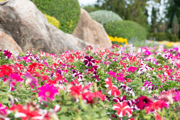 Wall Mural - beautiful flowers in the garden.