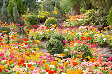 Wall Mural - beautiful flower decoration in the garden.