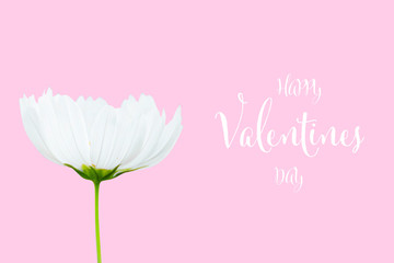 Wall Mural - valentines day background with white cosmos flower isolated on pink background