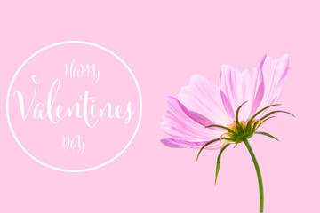 Wall Mural - valentines day background with cosmos flower isolated on pink background