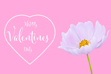 Wall Mural - valentines day background with cosmos flower isolated on pink background