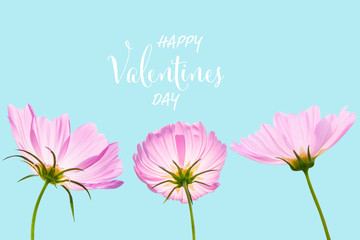 Wall Mural - valentines day background with cosmos flower isolated on blue background