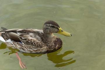 Wall Mural - Female mallard duck floating in water - closeup