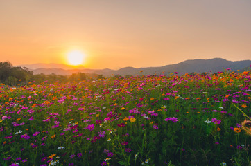 Wall Mural - colorful cosmos flower field nature landscape spring sunset summer season beautiful mountain blooming environment floral countryside sunrise and sky scene outdoor background relaxation travel time.