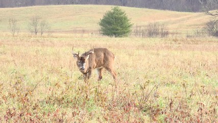 Poster - White-tailed deer buck in an open meadow in Smoky Mountains National Park