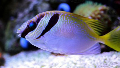 Wall Mural - Two Barred Rabbitfish
(Siganus virgatus)