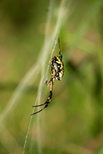 Black And Yellow Garden Spider On Web