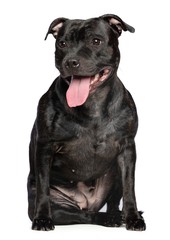 Wall Mural - English Staffordshire Bull Terrier Dog  Isolated  on White Background in studio