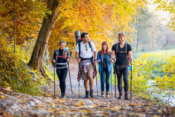 Wall Mural - group of hikers trekking in nature, walking through the woods