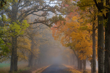  misty autumn morning in the countryside; the rural road goes through a large tree alleys; the leaves of the trees are colored yellow and coincide with the edges of the road