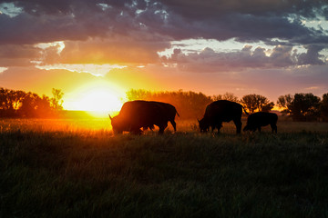 Bison Sunrise