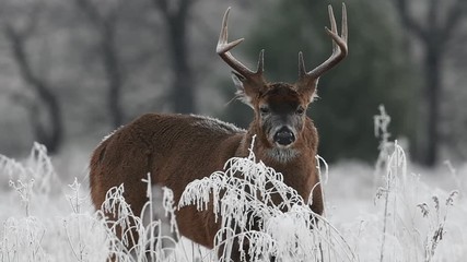 Wall Mural - White-tailed deer buck in a frosty meadow just before sunrise in Smoky Mountains National Park. 