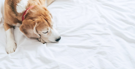 Beagle dog sleeps on the clear white bed sheet top view