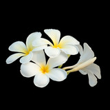 Fototapeta Kwiaty - Plumeria flower