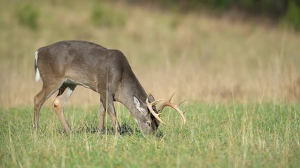 Poster - White-tailed deer buck in an open meadow in Smoky Mountains National Park