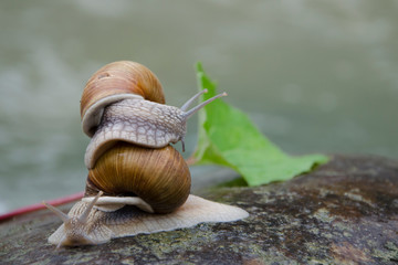 Two snails crawling on the stone.