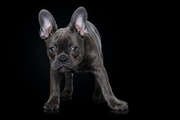 Wall Mural - French bulldog puppy on black background