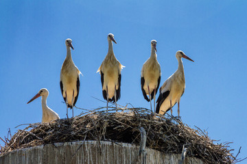 Group of amusing young the white storks (Ciconia ciconia) in huge nest under the summer sky