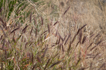 green meadow 