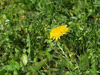 Wall Mural - Dandelions in grass