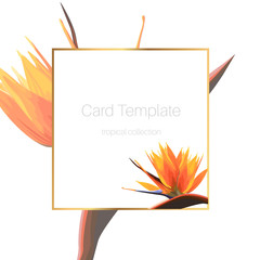 Exotic tropical bright orange strelitzia bird of paradise flower. Card banner flyer cover square border frame template.