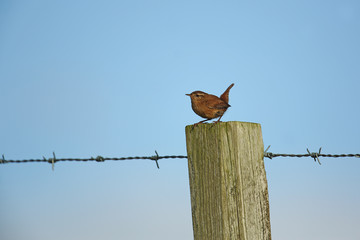 Wall Mural - wren on wire