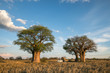 Camping at Baine's Baobabs in the Nxai Pan in Botswana
