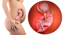 Illustration Of A Pregnant Woman And 31 Week Foetus