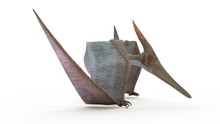 Illustration Of A Pteranodon