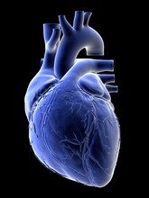 Illustration Of A Human Heart