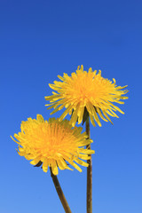 yellow dandelions against a clear blue sky