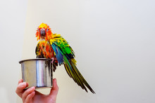 Colorful Bird Parrot Sitting Splashing In The Bathroom