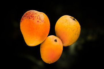 Canvas Print - Love for mango 3