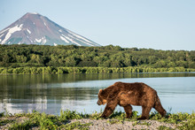 Russian Brown Bear