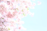 Fototapeta Na sufit - 青い空に映えるピンクの桜