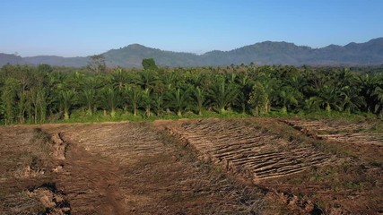 Wall Mural - Deforestation of rainforest and palm oil plantations in Thailand 