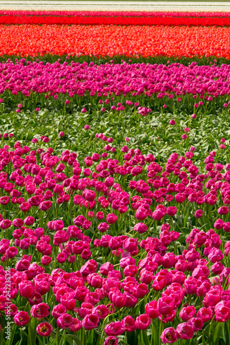 Photo The tulip fields on a beautiful sunny Spring afternoon