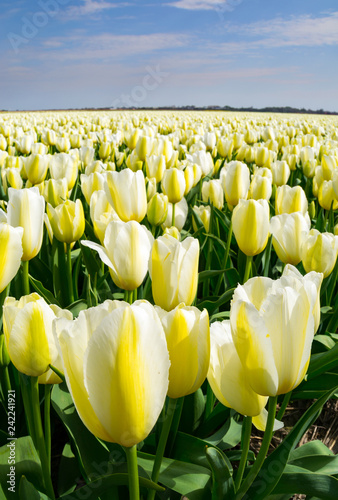 Photo The tulip fields on a beautiful Spring afternoon