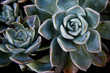 succulent plant closeup