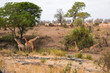 giraffe and impala at water hole