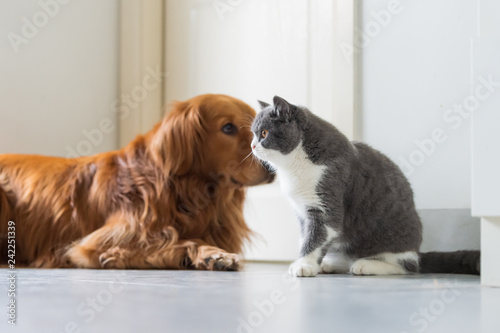 Golden Retriever Dogs And British Short Haired Cats Buy This