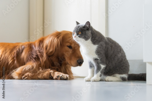 Golden Retriever Dogs And British Short Haired Cats Buy This