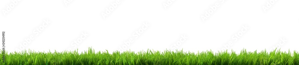 grass isolated on white background - obrazy, fototapety, plakaty 