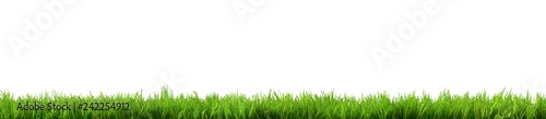 Fotomural grass isolated on white background